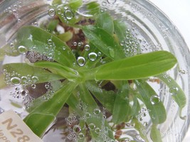 Nepenthes tobaica in vitro (Tissue Culture) Carnivorous plant - £18.77 GBP