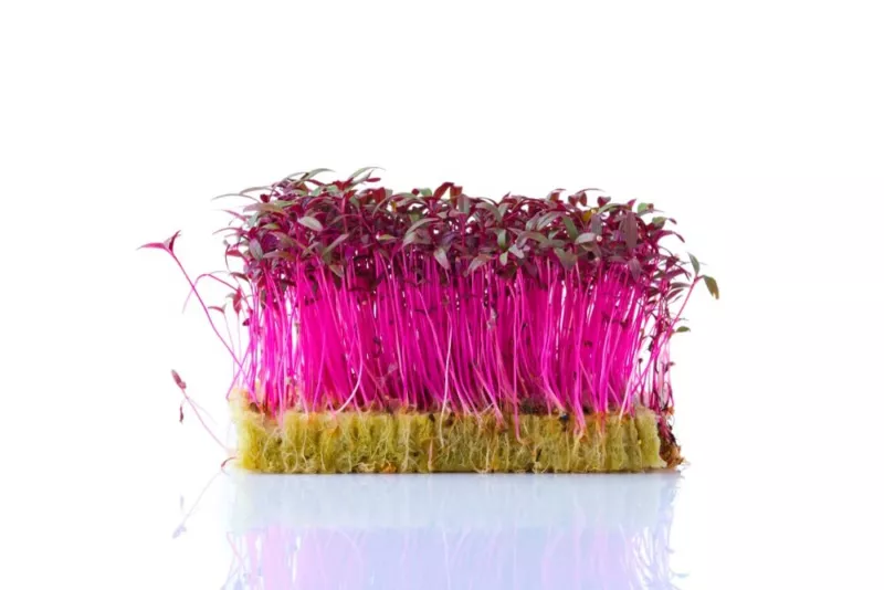 Red Amaranth Microgreen Sprouts Seed (500 Seeds) - £11.72 GBP