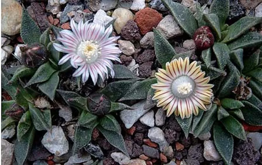 Nananthus vittatus rare living stone cacti mesembs rock plant ice seed 5... - $403.83 MXN