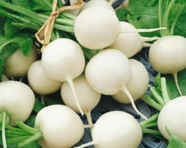 Hailstone White Globe Radish Seeds, White Button, NON-GMO, Free Shipping - £1.31 GBP+