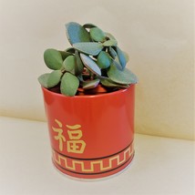 Jade Plant in Red Gold Tin, 3" Planter Succulent Crassula ovata Chinese New Year image 5