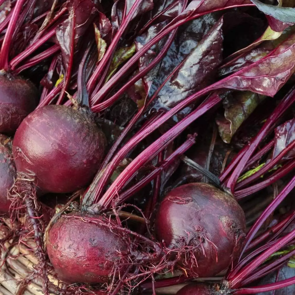 Semilir 75 Bulls Blood Beet Seeds Deep Burgundy Greens NonGmo Vegetable Supplier - $9.56