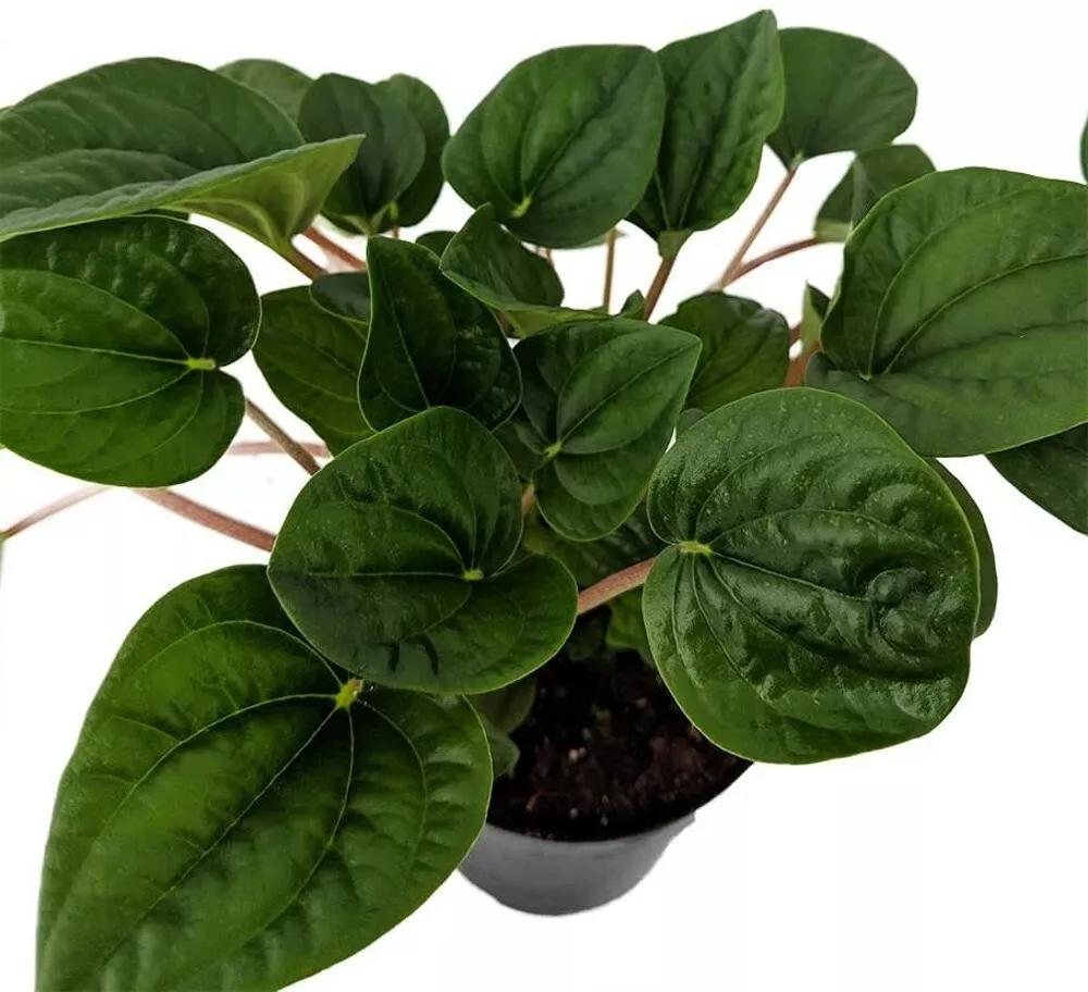 2.5&quot; Pot Peperomia Ripple Verdes Money Rana Very Easy To Grow Indoors Live Plant - £32.88 GBP