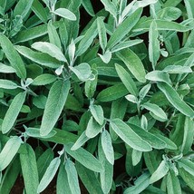SAGE 5 FRESH HERB SEEDS FREE USA SHIPPING - $2.25