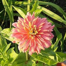 USA Seller Burpee Rose Giant Cactus Zinnia Seeds 30 Seeds Free Shipping - £18.66 GBP