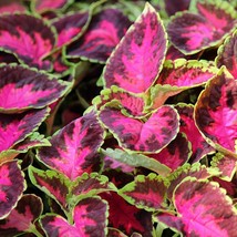 USA Seller Mpb#2 Coleus Seeds Wizard Rose 50 Thru 500 Seeds You Pick The Amount  - $19.00