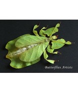 Walking Leaf Phyllium Pulchrifolium Real Insect Framed Entomology Shadowbox  - $109.38 CAD