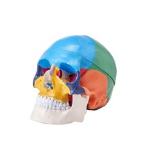 VEVOR Human Skull Model, 3 Parts Human Skull Anatomy, Life-Size Painted ... - £37.11 GBP