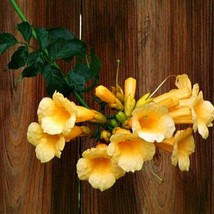 Golden Trumpet Vine 15 Seeds Campsis Radicans Flava Huge Blooms Vigorous... - £5.91 GBP