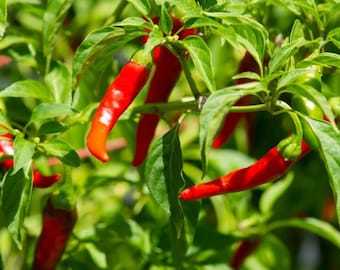 THJAR Pepper Cayenne Seeds - Organic, Heirloom, Open Pollinated, Non GMO... - $2.31
