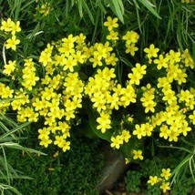 Flax Yellow(Linum Flavum Compactum) 50 seeds   - £6.42 GBP