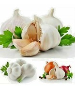 30 Seeds Purple Garlic Portugal Heirloom Organic Bulb Home Garden Vegetable - £7.00 GBP