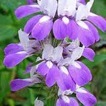 KKG Houses Unique Delicate Flower 100 Seeds Blooms Fresh Garden - $147.99 MXN