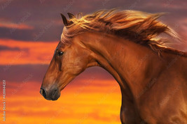 FRAMED CANVAS Art print Red horse with long mane closeup portrait against sunset - £31.64 GBP+