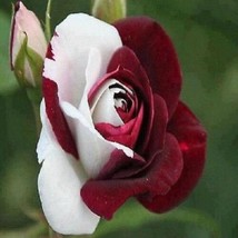 Sghost Zampa Dust Rose Bush 20 Seeds Usa Seller - $8.26