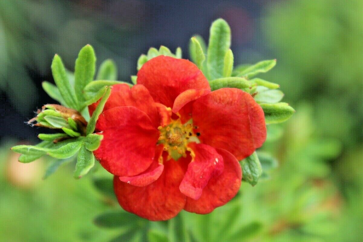 100 Seed PONTENTILLA SCARLET CINQUEFOIL Native Perennial Compact Flowering Shrub - £12.97 GBP