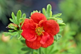 100 Seed Pontentilla Scarlet Cinquefoil Native Perennial Compact Flowering Shrub - £12.97 GBP