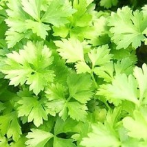 Italian Parsley Green Flat Leaf Parsley Heirloom Garden Bulk Seeds - $171.34 MXN