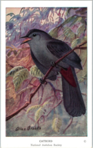 Catbird National Audubon Society Bird Postcard - £4.12 GBP