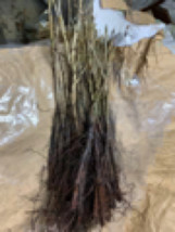 16-22” tall Shellbark Hickory (Carya laciniosa) tree plant - £17.43 GBP