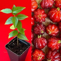 BEST Pitanga Eugenia Uniflora Surinam Cherry Plant Dark Red Fruit Tree Potted - £16.81 GBP