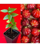 BEST Pitanga Eugenia Uniflora Surinam Cherry Plant Dark Red Fruit Tree P... - £16.61 GBP
