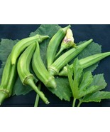 Okra Clemson Spineless - 10+ seeds - He 024 - £2.35 GBP