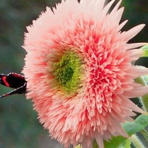 PS 50 Pink Pooh Sunseeds Unique Pink Blooms Non-Gmo Heirloom Organic Fas... - $187.52 MXN
