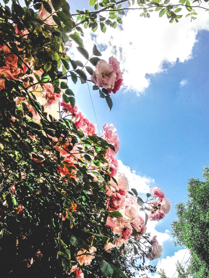 35 Rosa Canina Seeds, Pink Flowering Rosehip Bush, Hardy Ornamental Rose... - $7.15