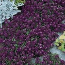 LimaJa Alyssum Oriental nights 200 Seeds, LimoJaya Best SALE - $3.00