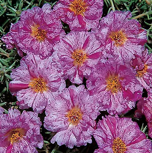 Portulaca Sundial Peppermint 1,000 seeds - $25.48