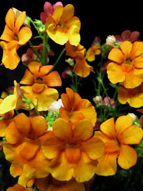 50 Orange Prince Nemesia Strumosa Flower Seeds - £15.44 GBP