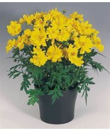 Bloomys 1 Oz Dwarf Yellow Lemon Cosmos Flower Seeds Drought Poor Soils C... - £15.23 GBP