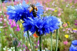 Guashi Store 500 Seeds Blue Cornflower Seeds Bachelor Button Cut Dried Flowers G - £6.70 GBP