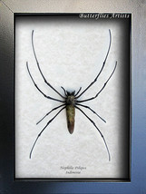 Nephila Pilipes Real Golden Orb Weaver Spider Framed Entomology Shadowbox  - $68.99