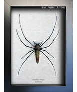 Nephila Pilipes Real Golden Orb Weaver Spider Framed Entomology Shadowbox  - £51.78 GBP