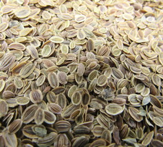 Dill Seed Whole 1/4 oz Culinary Herb Spice Flavoring Cooking Baking US S... - £6.67 GBP