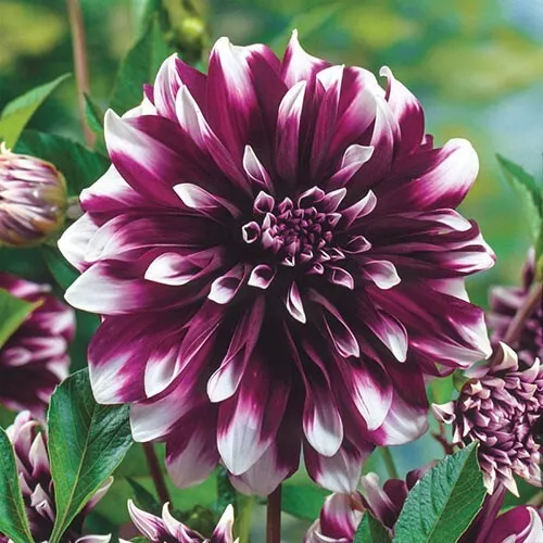 Concentrate Dahlia Perennial Flowers 25 Seeds Flowering seeds 1105 - £6.72 GBP