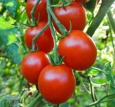 Sweetie Cherry Tomato Seeds 100 Garden Vegetables Sauce Salad From Us  - $7.00