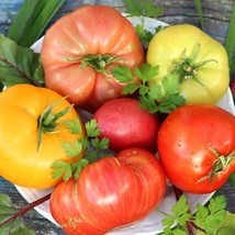 Rare Tomato Chameleon Seeds (5 Pack) - Vibrant Color-Changing Plant, Perfect for - £5.50 GBP