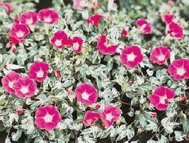 25 Seeds Morning Glory Ipomoea Mini Bar Rose Annual Seeds - $20.96