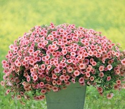 100 seeds Heirloom Pink Garden Petunia with Red Eye Flower Seeds - £7.86 GBP