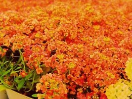 SEPTH Orange Alyssum Seeds Carpet Flower Sweet Flower Seed Flowers Brassicaceae  - £13.01 GBP