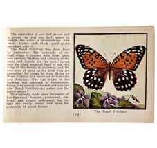 Regal Fritillary Butterfly 1934 Butterflies Of America Insect Art PCBG14C - £15.79 GBP