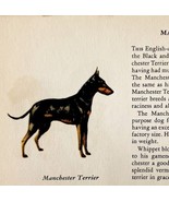 Manchester Terrier 1939 Dog Breed Art Ole Larsen Color Plate Print PCBG17 - $41.15 CAD
