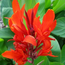 Fast Ship USA Seller Canna Indica Red Canna Lily Indian Shot Edible Canna 10 See - $20.80