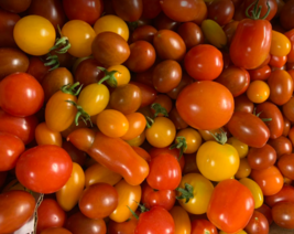 Mix Rainbow Cherry Tomatoes Heirloom Indeterminate Non Gmo 50 Seeds - £7.96 GBP