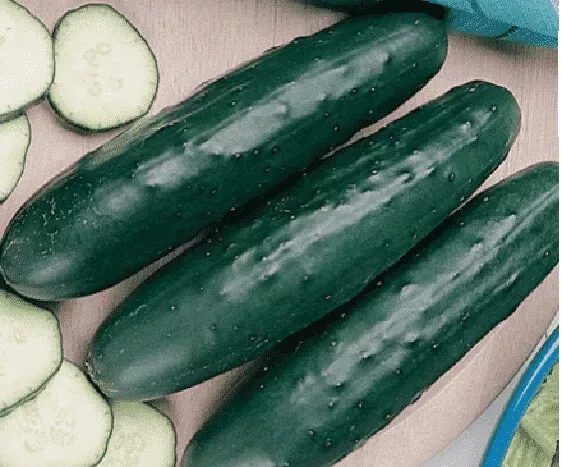 USA SELLER 25 Seeds Fanfare Cucumbers Edible Easy To Grow Garden Fast Shipping - $15.25