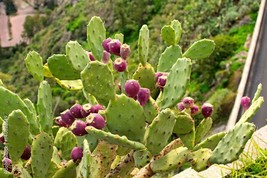 3 live cuttings - purple Opuntia Ficus Indica (indian fig opuntia, prickly pear) - £11.79 GBP