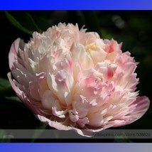 Variety Multi-Petalled Light Pink Tree Peony Flower 5 Seeds Light Fragrant Us Se - £6.17 GBP